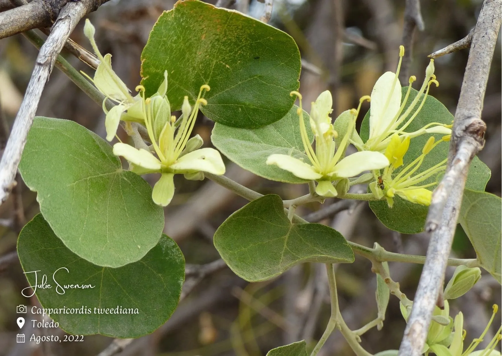 Capparicordis tweediana