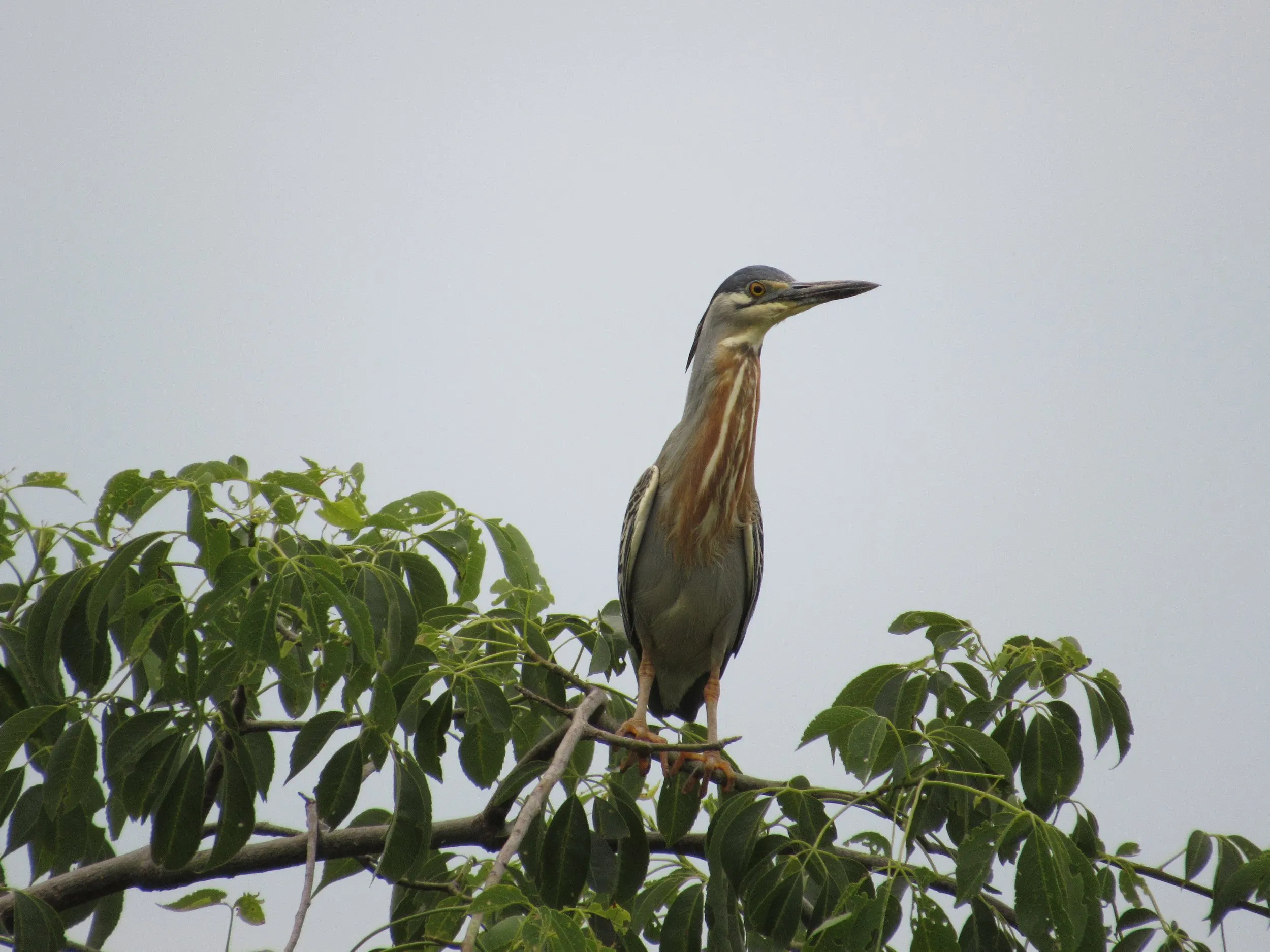 A heron perched at the top of a tree
