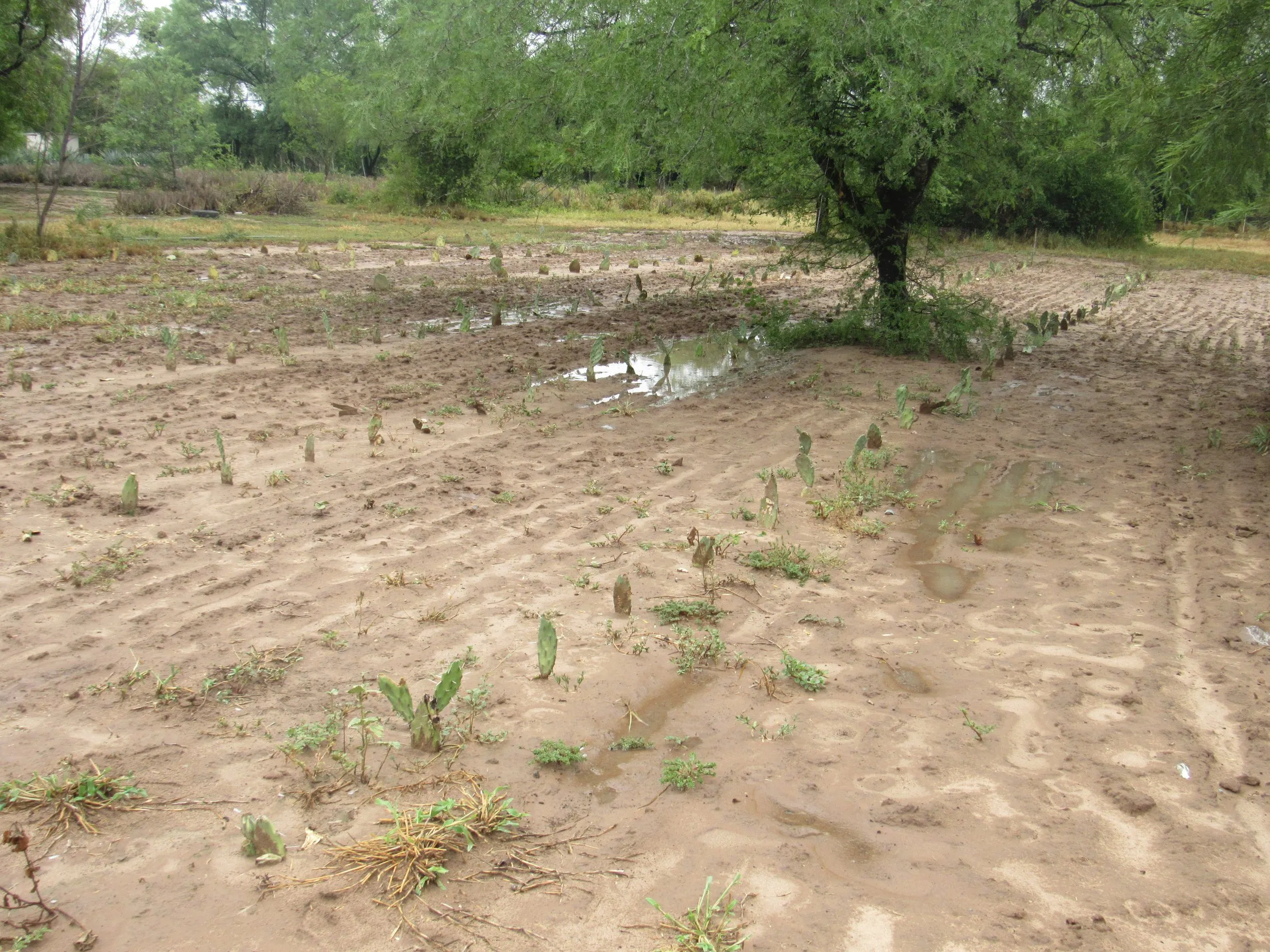 Parcelas de tierra arada con cactus jóvenes recién plantados